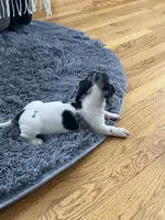 Akc Maybelle, a female Miniature Dachshund for sale in Decatur, IN – Photo 5 of 7