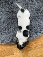 Akc Maybelle, a female Miniature Dachshund for sale in Decatur, IN – Photo 2 of 7