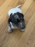Akc Maybelle, a female Miniature Dachshund for sale in Decatur, IN – Photo 1 of 7
