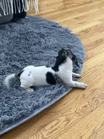 Akc Maybelle, a female Miniature Dachshund for sale in Decatur, IN – Photo 7 of 7