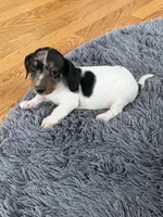 Akc Maybelle, a female Miniature Dachshund for sale in Decatur, IN – Photo 6 of 7