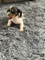 Akc Maybelle, a female Miniature Dachshund for sale in Decatur, IN – Photo 4 of 7