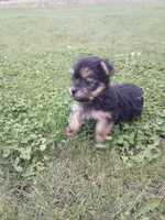 Rachel, a female Yorkshire Terrier for sale in Decatur, IN – 3 of 6