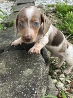 Akc Davon , a male Miniature Dachshund for sale in Decatur, IN – 3 of 6