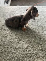 AKC Kayla, a female Miniature Dachshund for sale in Decatur, IN – Photo 3 of 4