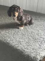 AKC Kayla, a female Miniature Dachshund for sale in Decatur, IN – Photo 1 of 4