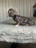 AKC Kayla, a female Miniature Dachshund for sale in Decatur, IN – Photo 2 of 4