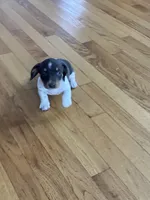 Akc Melissa, a female Miniature Dachshund for sale in Decatur, IN – Photo 1 of 5