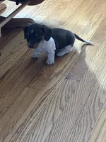 Akc Melissa, a female Miniature Dachshund for sale in Decatur, IN – Photo 2 of 5