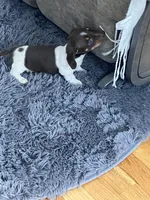 Akc Melissa, a female Miniature Dachshund for sale in Decatur, IN – Photo 3 of 5