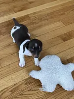 Akc Melissa, a female Miniature Dachshund for sale in Decatur, IN – Photo 4 of 5