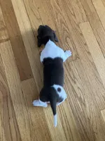 Akc Melissa, a female Miniature Dachshund for sale in Decatur, IN – Photo 5 of 5