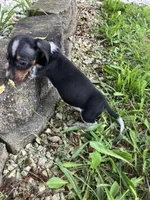 Akc Jack, a male Miniature Dachshund for sale in Decatur, IN – 3 of 5