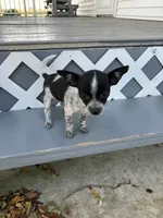 Lizzy, a female Chihuahua for sale in Decatur, IN – 3 of 5