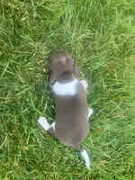 Akc Lisa, a female Miniature Dachshund for sale in Decatur, IN – 3 of 4
