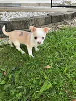 Akc Marie, a female Chihuahua for sale in Decatur, IN – 2 of 5