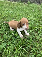 Akc Deloris, a male Miniature Dachshund for sale in Decatur, IN – 2 of 6