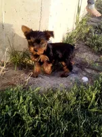 Mark, a female Yorkshire Terrier for sale in Decatur, IN – 4 of 4