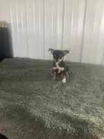 Akc Jake, a male Chihuahua for sale in Decatur, IN – 3 of 5