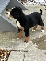 Akc Lory, a female Bernese Mountain Dog for sale in Decatur, IN – 3 of 6