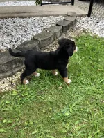 Akc Linda, a female Bernese Mountain Dog for sale in Decatur, IN – 4 of 5