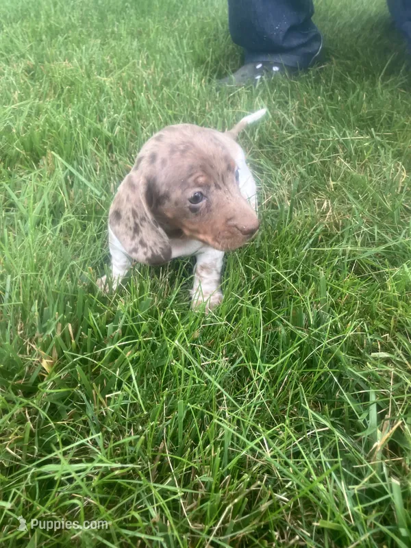 Akc Darlene – Miniature Dachshund puppy for sale in Decatur, IN