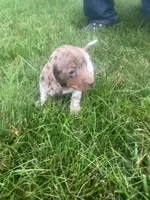 Akc Darlene, a female Miniature Dachshund for sale in Decatur, IN – 1 of 6