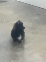 Pete, a male Pomeranian for sale in Decatur, IN – 3 of 7
