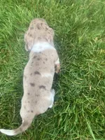 Akc Darlene, a female Miniature Dachshund for sale in Decatur, IN – 4 of 6