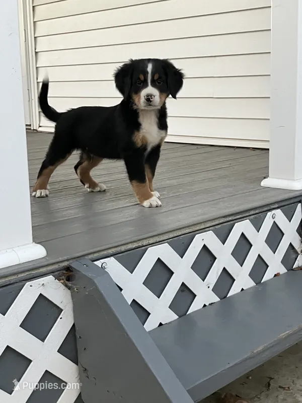 Akc Mitchell  – Bernese Mountain Dog puppy for sale in Decatur, IN