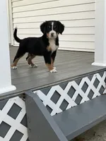 Akc Mitchell , a male Bernese Mountain Dog for sale in Decatur, IN – 1 of 5
