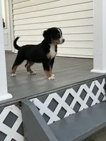 Akc Mitchell , a male Bernese Mountain Dog for sale in Decatur, IN – 5 of 5