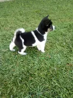 Akc Jacky, a male Shiba Inu for sale in Decatur, IN – 2 of 3