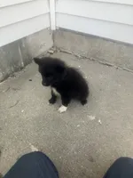 Frisky, a male Pomeranian for sale in Decatur, IN – 3 of 5