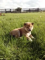 Gina, a female Shiba Inu for sale in Decatur, IN – 4 of 5