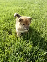 Gina, a female Shiba Inu for sale in Decatur, IN – 2 of 5