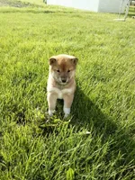 Gina, a female Shiba Inu for sale in Decatur, IN – 1 of 5