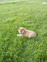 Gina, a female Shiba Inu for sale in Decatur, IN – 5 of 5