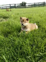 Gina, a female Shiba Inu for sale in Decatur, IN – 3 of 5