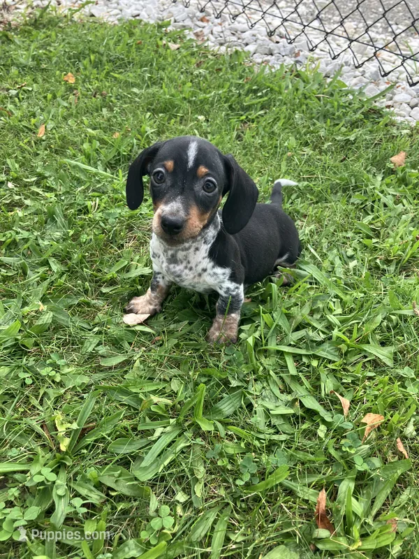 Akc Jack – Miniature Dachshund puppy for sale in Decatur, IN