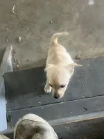 Nate, a male Chihuahua for sale in Decatur, IN – 1 of 5