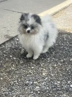 Akc Fluff Ball, a male Pomeranian for sale in Decatur, IN – 7 of 7