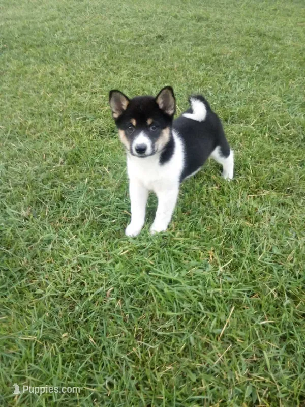 Akc Freddy – Shiba Inu puppy for sale in Decatur, IN