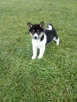 Akc Freddy, a male Shiba Inu for sale in Decatur, IN – 1 of 3