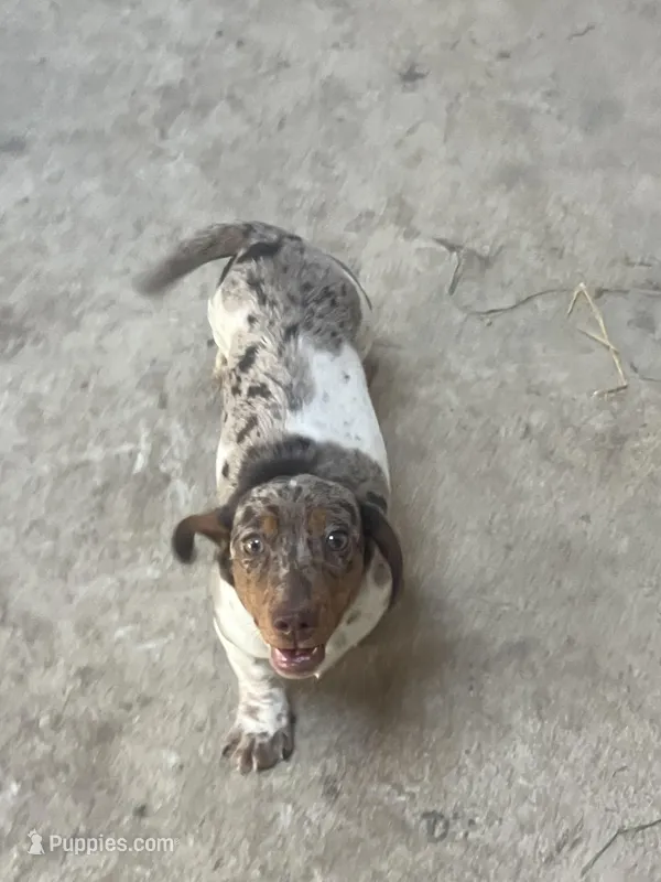 Akc Rachel – Miniature Dachshund puppy for sale in Decatur, IN