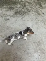Akc Rachel, a female Miniature Dachshund for sale in Decatur, IN – 3 of 5