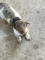 Akc Rachel, a female Miniature Dachshund for sale in Decatur, IN – 2 of 5