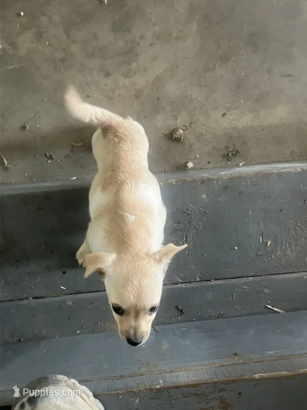 Nate – Chihuahua puppy for sale in Decatur, IN