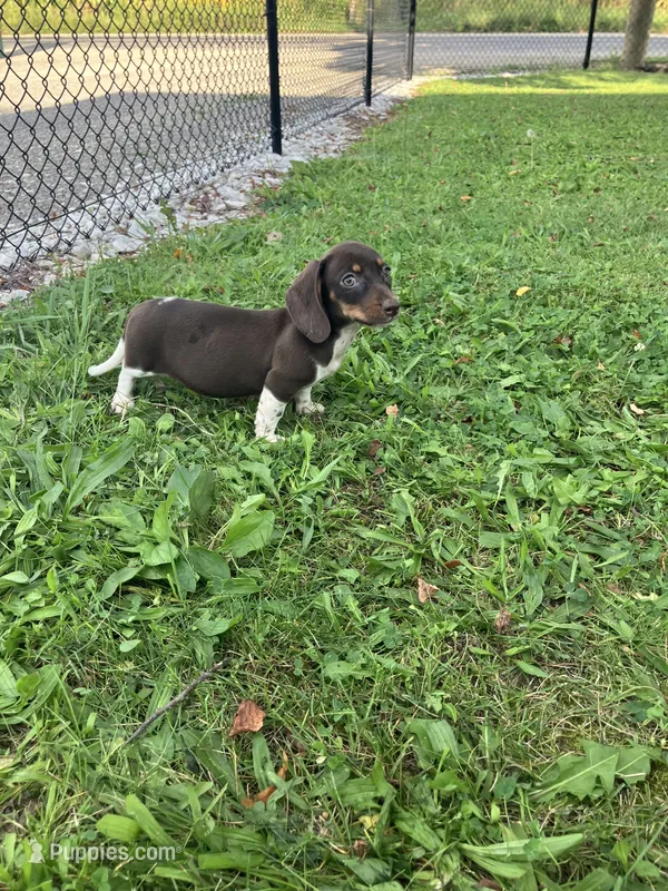 Akc Rhonda – Miniature Dachshund puppy for sale in Decatur, IN