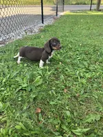 Akc Rhonda, a female Miniature Dachshund for sale in Decatur, IN – 1 of 6